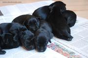 Cachorros de schnauzer mediano negro con 5 das de edad. Visin general de la camada. 08-08-2012