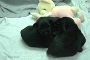 Tres cachorros de mediano negro con 11 das de edad. 14-08-2012