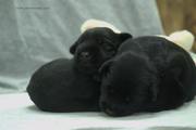 Cachorros de mediano negro con 11 das de edad. Empiezan a abrir ligeramente los ojos. 14-08-2012