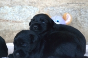 Dos cachorros de mediano negro con 16 das de edad. 19-08-2012