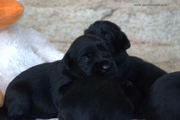 Cachorros de schnauzer mediano negro con 16 das de edad. 19-08-2012