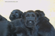 Cachorro de mediano negro con 23 das de edad. 26-08-2012
