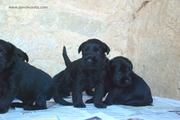 Cachorros de schnauzer mediano negro con 23 das de edad. 26-08-2012