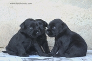 Tres de los cachorros de schnauzer mediano negro sentados con 23 das de edad. 26-08-2012