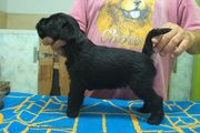 Uno de los cachorros macho de mediano negro con 30 das de edad 02-09-2012