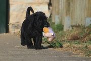 Cachorro de schnauzer mediano negro con 43 das de edad. 15-09-2012