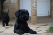 Quin est ah? Cachorro de mediano negro con 52 das de edad. 24-09-2012