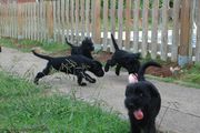 Cachorros de mediano negro jugando con 65 das de edad. 07-10-2012