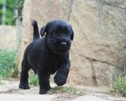 De paseo. Cachorro de schnauzer mediano negro con 32 das de edad. 04-09-2012