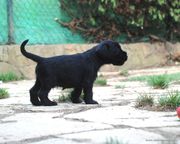 Esta es mi pose natural. Cachorro de mediano negro con 32 das de edad. 04-09-2012