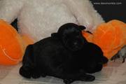 Los dos cachorros durmiendo con 4 das de edad. Schnauzer mediano negro. 25-10-2010