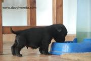 En el bebedero de los mayores. Cachorro de mediano negro con 33 das de edad. Schnauzer mediano negro. 23-11-2010