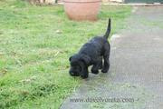 Olfateando. Cachorro de schnauzer mediano negro con 64 das de edad. 24-12-2010