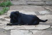 Mordiendo ramas. Uno de los cachorros de mediano negro con 68 das de edad. Schnauzer mediano negro. 28-12-2010