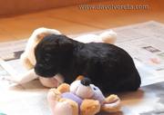 Cachorro de schnauzer mediano negro a punto de quedarse dormido junto al mueco perezoso. 12-11-2010