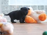 Cachorro de schnauzer mediano negro con 33 das de edad; sumergido en la fiesta del mueco. 23-11-2010