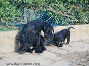 Nio, para un poco! Jira con uno de sus dos cachorros de 55 das de edad. Schnauzer mediano negro. 15-12-2010