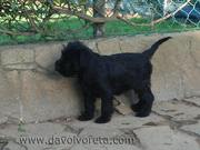 Al aire libre. Cachorro de schnauzer mediano negro con 55 das de edad.  15-12-2010