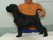 Cachorro de schnauzer mediano negro posado con 59 das de edad.  19-12-2010