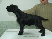 Monet Da Volvoreta posado con 68 das. Cachorro de schnauzer mediano negro. 28-12-2010