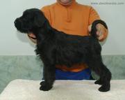 Posado. Cachorro de schnauzer mediano negro con 59 das de edad. 19-12-2010