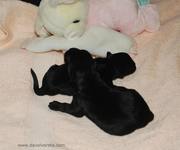 Dos cachorros de mediano negro con 2 das de edad. Schnauzer mediano negro. 23-10-2010