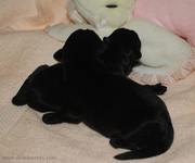 Los dos cachorros de schnauzer mediano negro con dos das de edad acurrucados junto al mueco. 23-10-2010