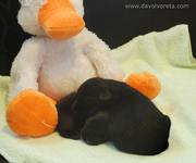 Los cachorros de schnauzer mediano negro con 13 das durmiendo junto al mueco pato. 03-11-2010