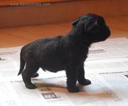 Cachorro de schnauzer mediano negro con 18 das de edad. Andar empieza a ser algo habitual. 08-11-2010