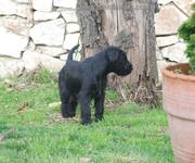 Cachorro de schnauzer mediano negro con 64 das de edad. 24-12-2010