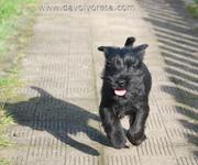 Otra carrera de Millet. Cachorro de schnauzer mediano negro con 71 das de edad. 31-12-2010