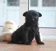 Sentado y observando. Cachorro de schnauzer mediano negro con 33 das de edad. 23-11-2010
