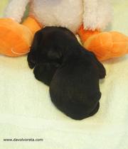 Cachorros de schnauzer mediano negro con 13 das de edad.  03-11-2010