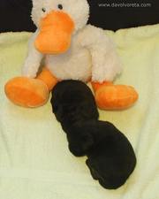 Los cachorros de schnauzer mediano negro con 13 das de edad. Empiezan a abrir los ojos y a dar sus primeros pasos, pero para las fotos prefieren dormir.  03-11-2010
