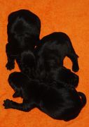 Tres de los cachorros de schnauzer mediano negro con 2 das de edad.  27-11-2009