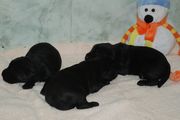Cachorros de schnauzer mediano negro con 11 das de edad.  06-12-2009
