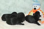 Cuatro cachorros de schnauzer mediano negro con 11 das de edad.  06-12-2009