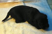 Cachorro de schnauzer mediano negro con 19 das de edad.  14-12-2009