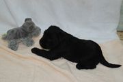 Cachorro de 26 das de edad con un mueco. Schnauzer mediano negro. 21-12-2009
