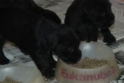 Cachorro de schnauzer mediano negro comiendo con 33 das de edad.  28-12-2009