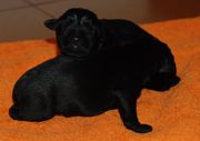 Foto de dos de los cachorros de schnauzer mediano negro con unas horas de edad.  25-11-2009