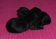 Foto de dos de los cachorros de schnauzer mediano negro con un da de edad. 26-11-2009