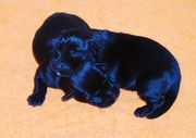 Dos cachorros de schnauzer mediano negro con 2 das de edad.  27-11-2009