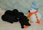 4 cachorros de schnauzer mediano negro. 11 das de edad.   06-12-2009