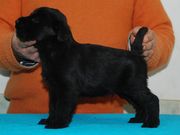 Cachorro de schnauzer mediano negro con 30 das de edad.  25-12-2009