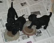 Cachorros de schnauzer mediano negro con 33 das de edad.  28-12-2009