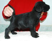 Cachorro de schnauzer mediano negro el 1 de enero.  01-01-2010