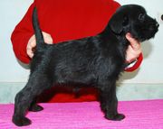 Otro cachorro de schnauzer mediano negro con 37 das de edad.  01-01-2010