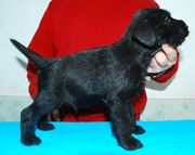 Cachorro de schnauzer mediano negro con 37 das de edad.  01-01-2010