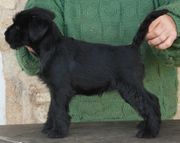 Cachorro de Schnauzer Mediano Negro hembra posada con 50 das de edad 14-01-2010